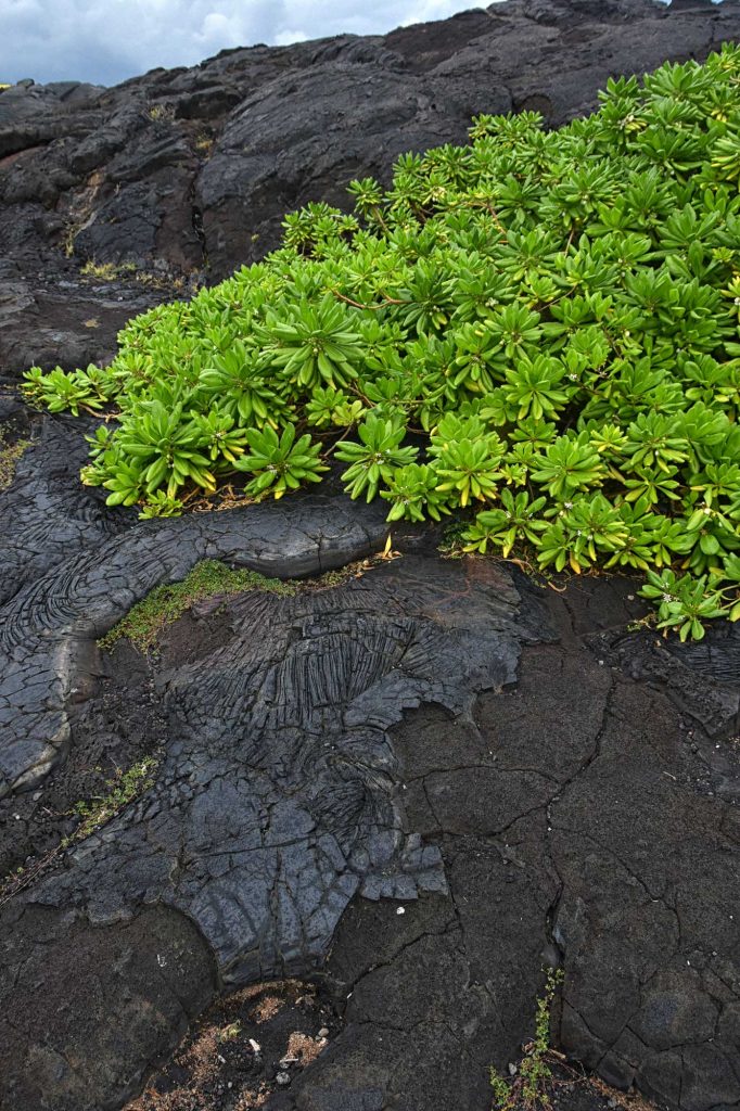 Lava fields, Hawaii Volcanoes National park