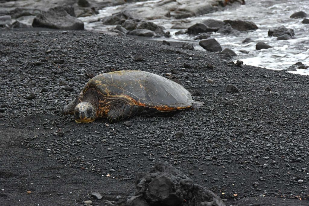 turtle, Punalu'u Black Sand Beach
