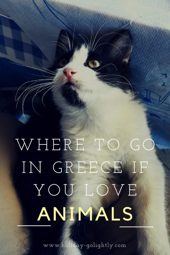 Greece for animal lovers - pin