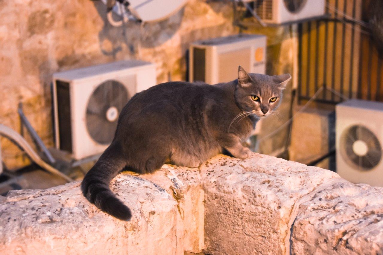 Cat in Old Jerusalem