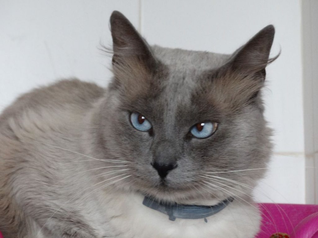 Adopt a rescue cat from Spain