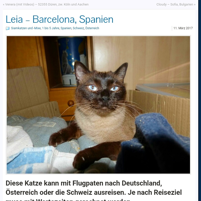 cat rescue Spain