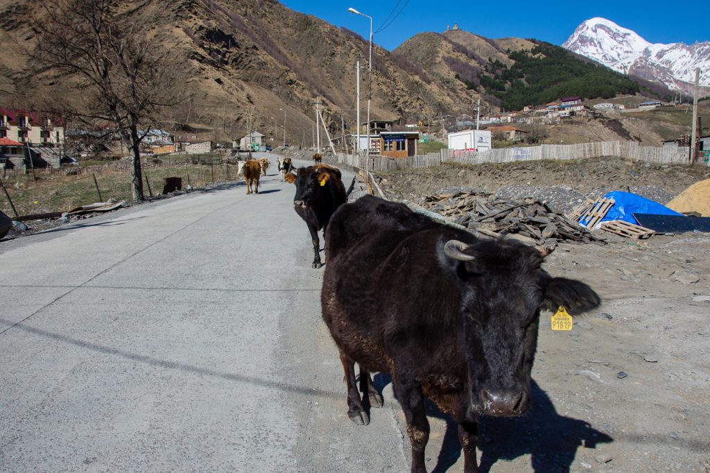 Cows greeting you in Gergeti Village, Kazbegi