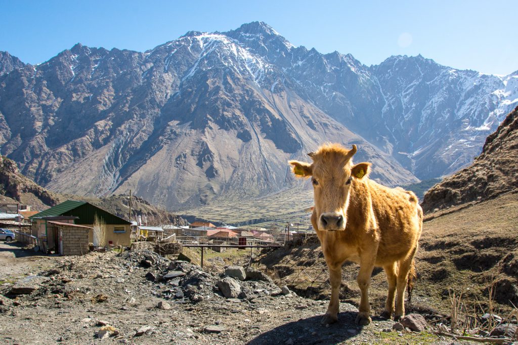 Cow, Gergeti Village