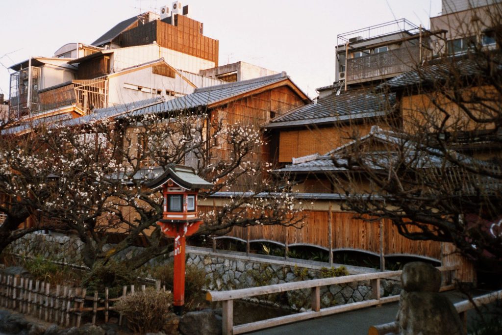 Kyoto Gion District blossoms