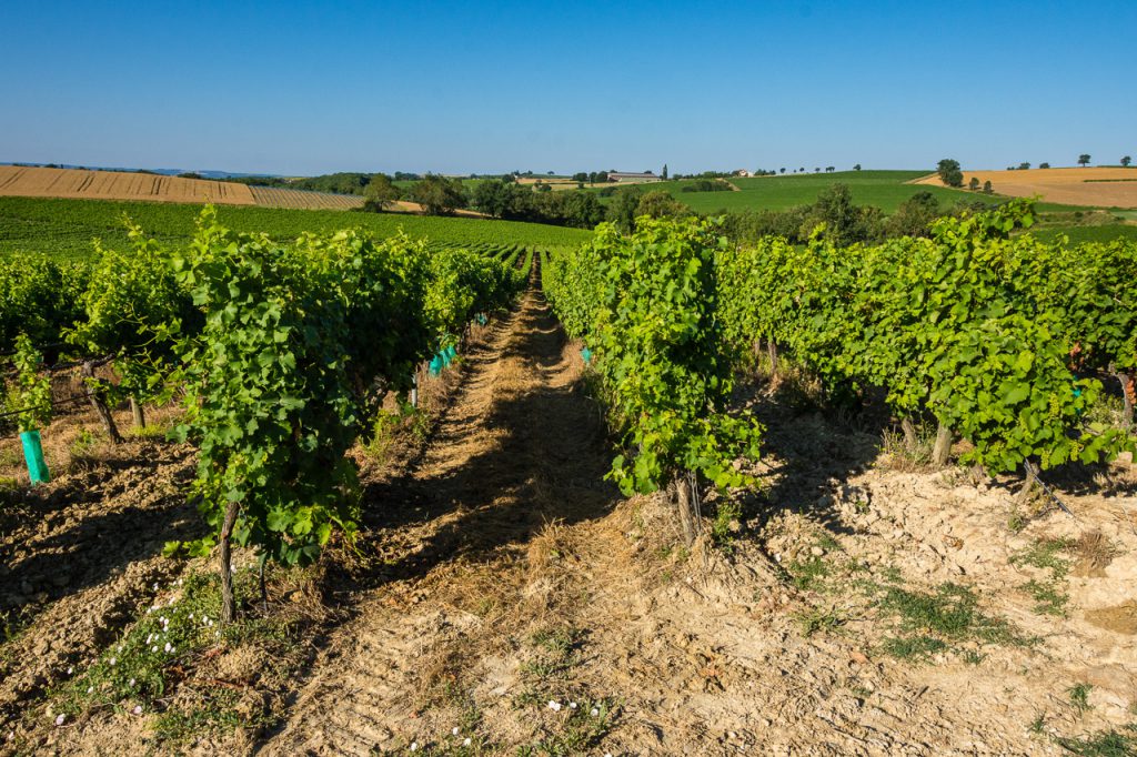 Occitanie, France, Organic winery tour in Gaillac: the vines