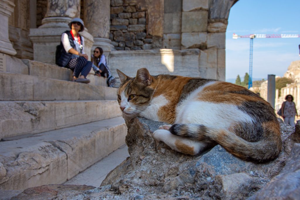One of many cats in Ephesus