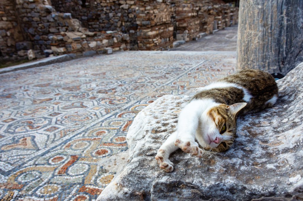 Cat stretching at Ephesus, Turkey