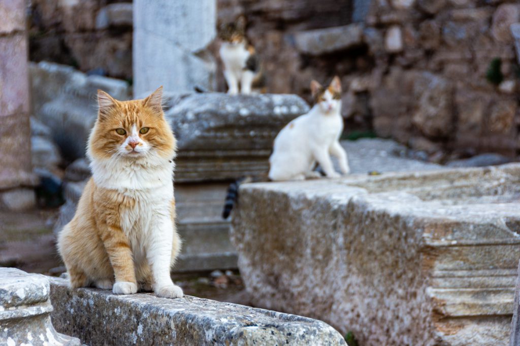Cats at Ephesus in Turkey