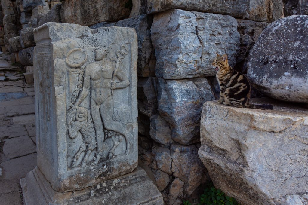 Cat at the Asclepion in Ephesus, Turkey