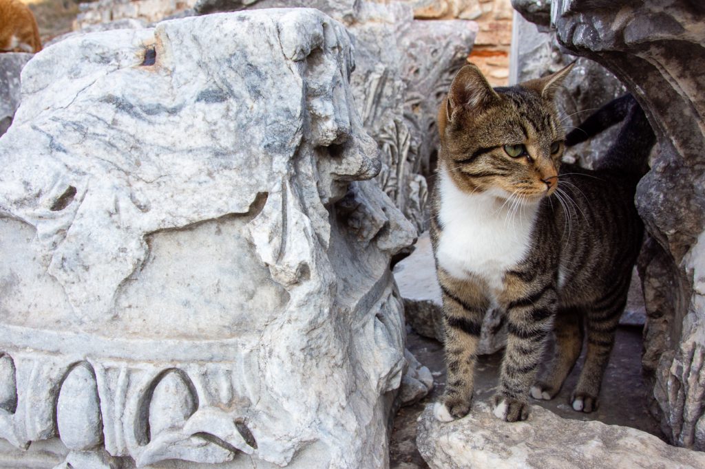 Cat at Ephesus, Turkey