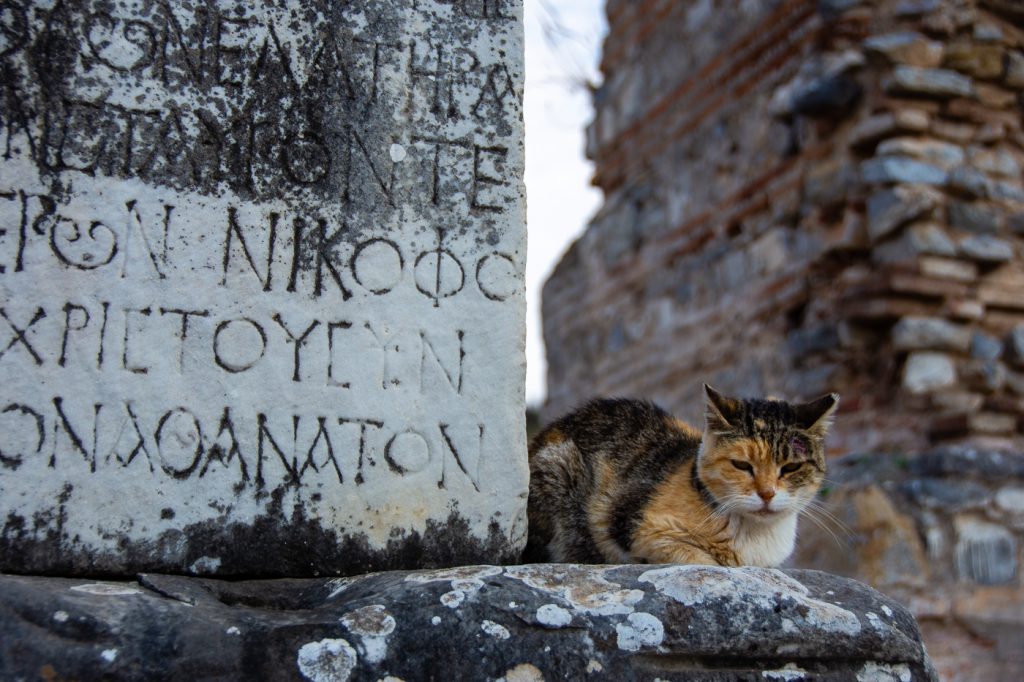 Cat at Ephesus, Turkey
