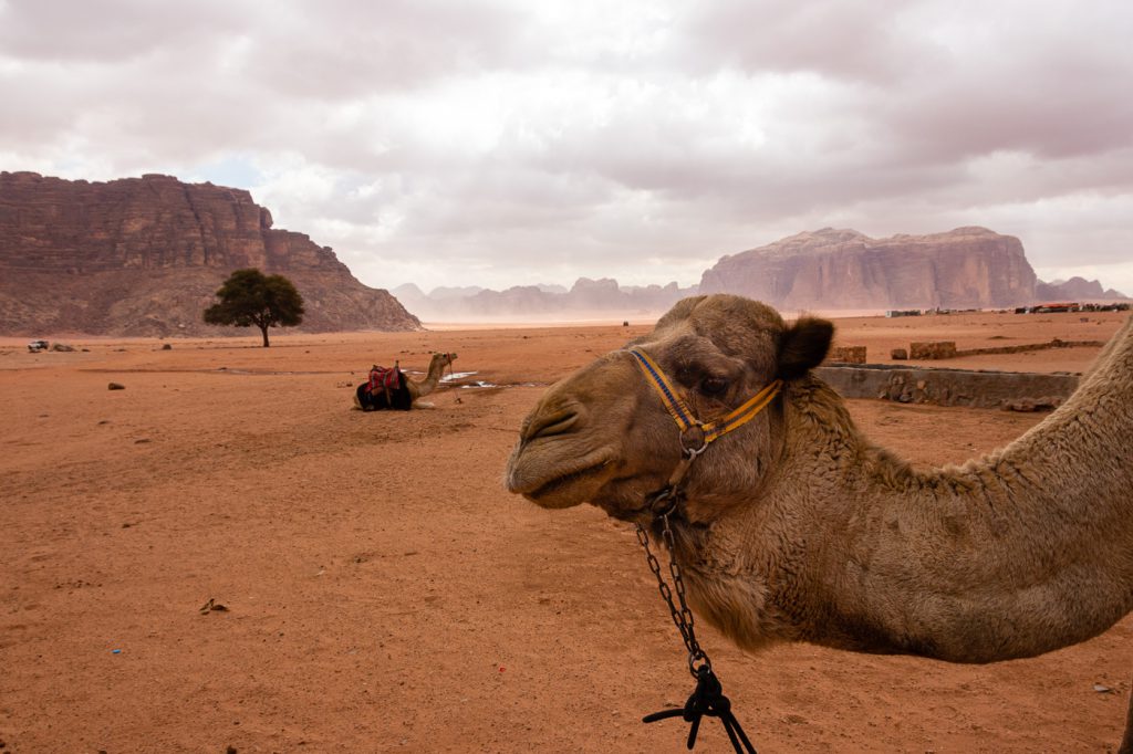 camels at Lawrence's spring