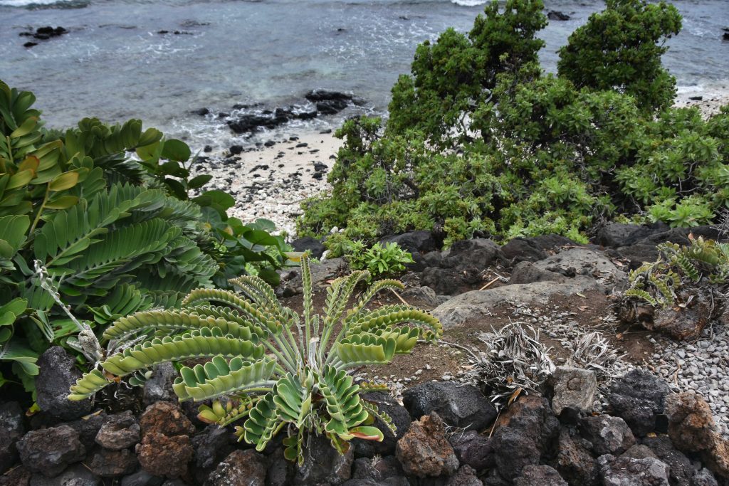 Waikoloa Beach, Big Island of Hawaii