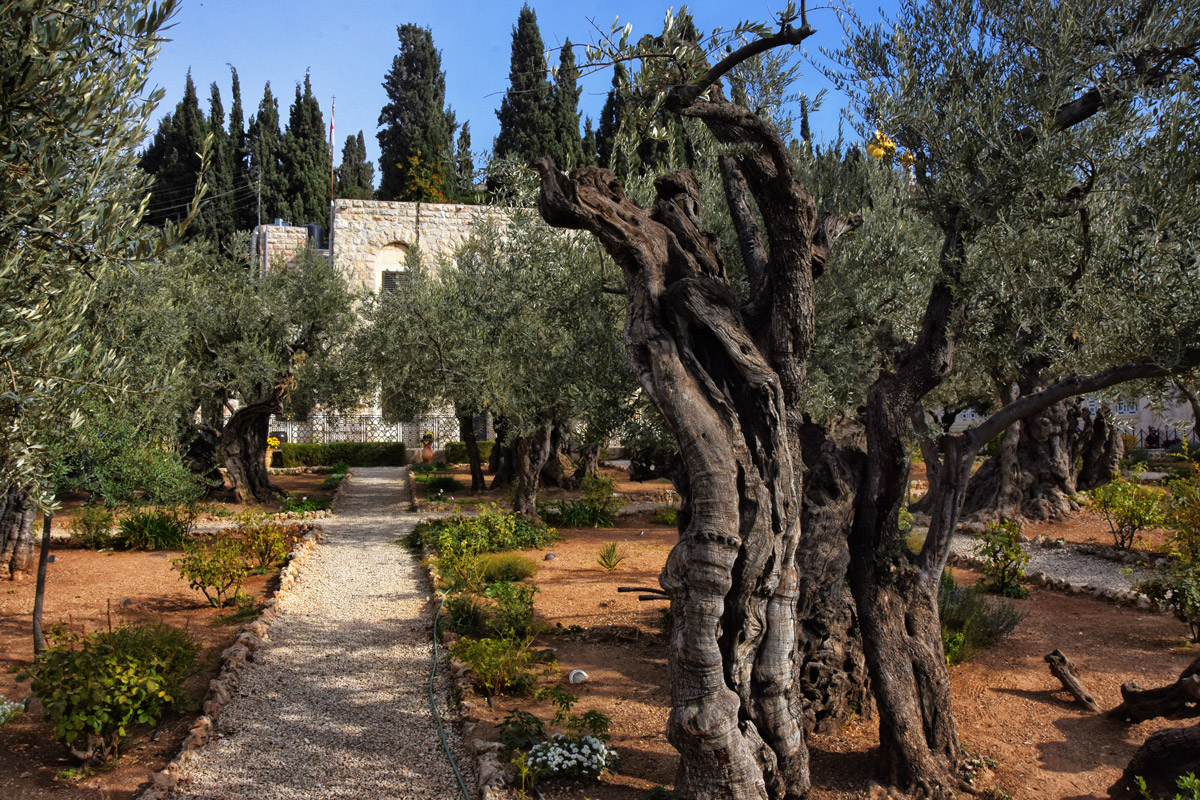 Garden Gethsemane, Jerusalem
