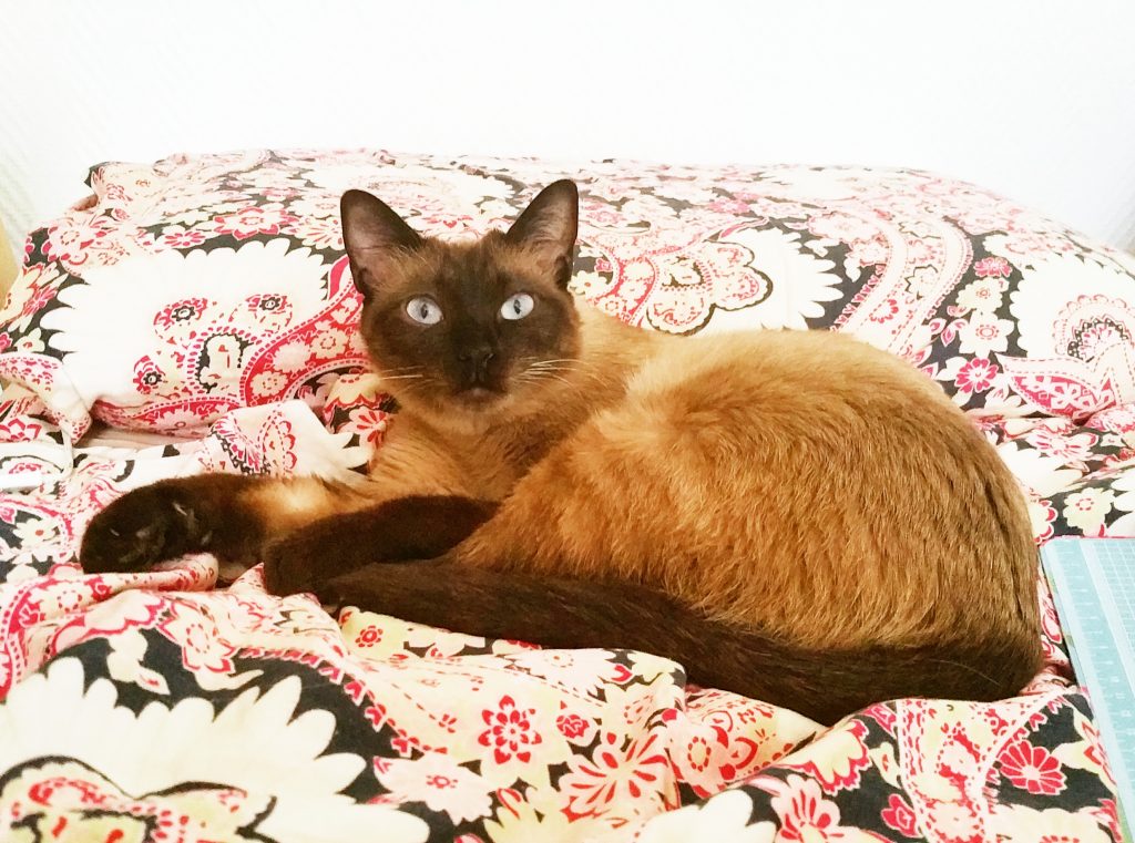 my rescue cat No. 1