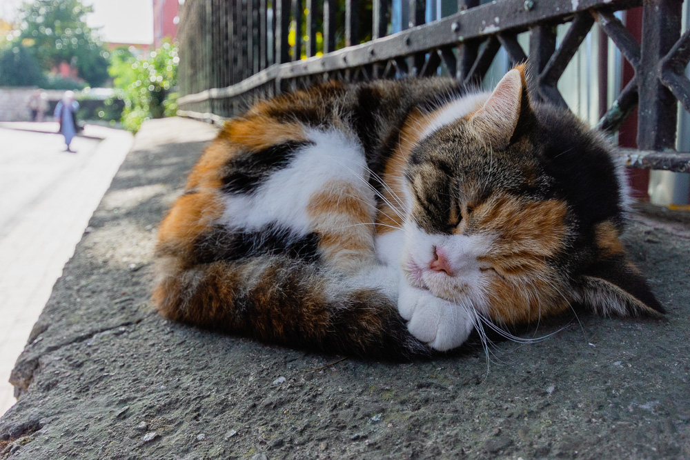 cat at Istanbul University
