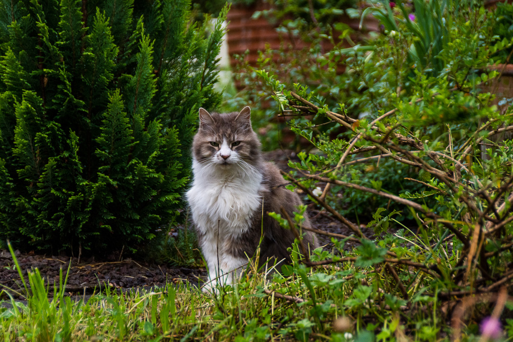 The neighbours fluffy cat sits in the garden of my guesthouse