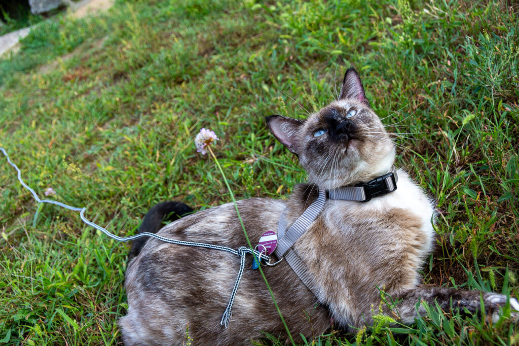 my Spanish cat adoption