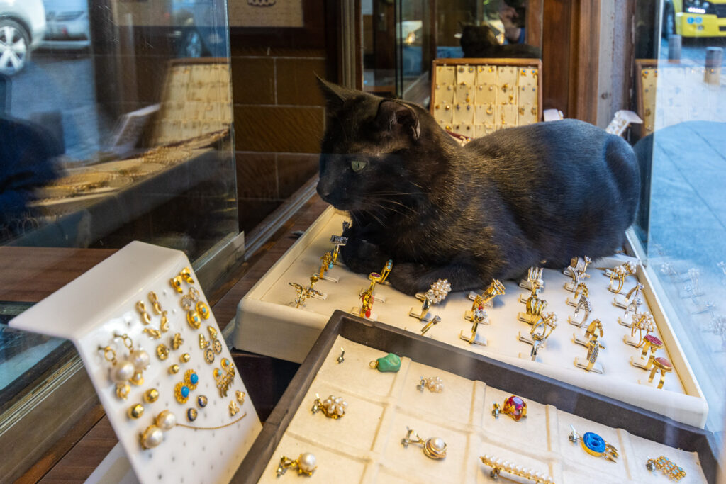 Cat guarding gold jewellery, Mardin