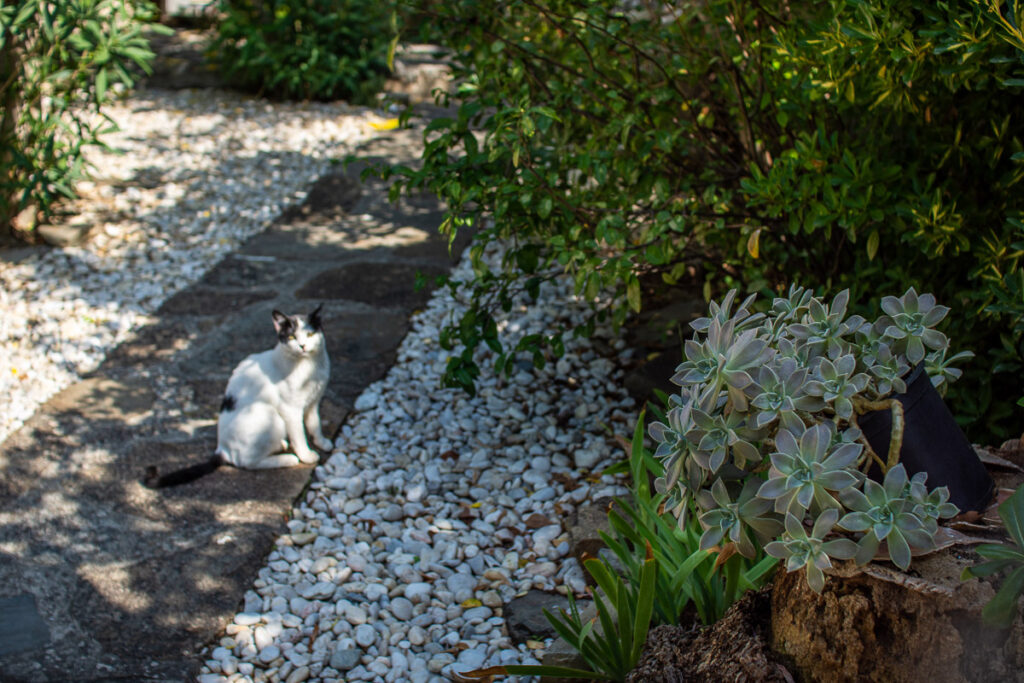 cat in a garden in Old Nikiti, Sithonia