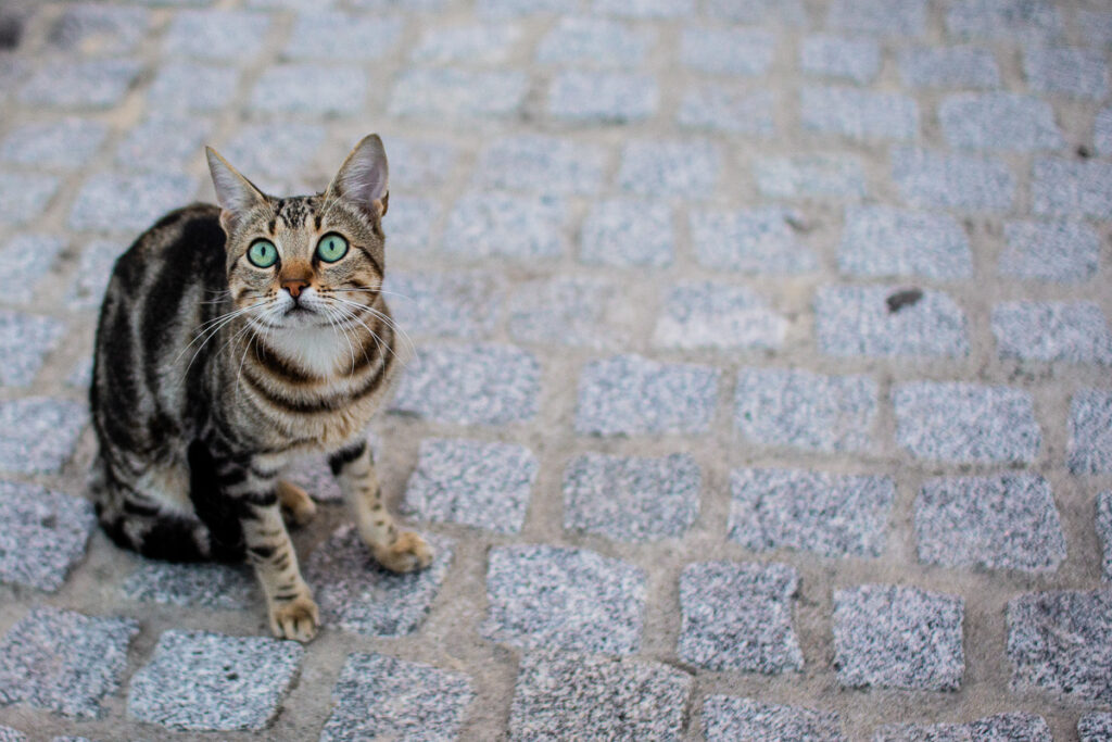 tabby cat outside restaurant